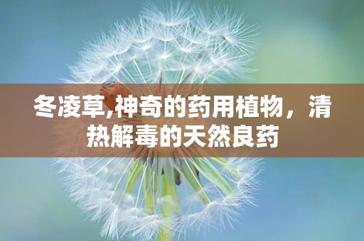 冬凌草,神奇的药用植物，清热解毒的天然良药