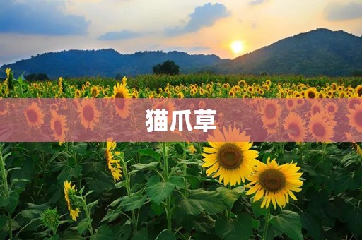 猫爪草