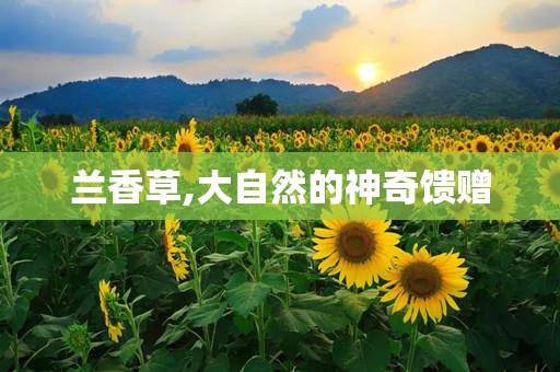 兰香草,大自然的神奇馈赠