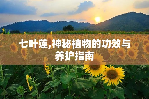 七叶莲,神秘植物的功效与养护指南