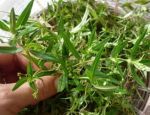 白花蛇舌草治什么病,白花蛇舌草是一种广泛分布于亚洲和美洲的清热解毒草药，其独特的药用价值使得它在中医中有着重要的地位