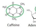 腺苷的功效与作用,腺苷：揭示神秘的能量之源